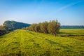 Picturesque landscape with a row of pollard willows Royalty Free Stock Photo