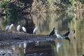 Picturesque landscape in sasan gir wildlife sanctuary