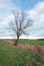 Picturesque landscape with skew bare tree