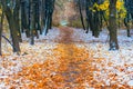 Picturesque landscape of the sun above the road. The path in the forest covered with the first snow. With blurred and bright sunli Royalty Free Stock Photo
