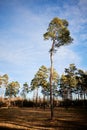 Picturesque landscape of tall pine trees in a vast open field, framed by lush green grass Royalty Free Stock Photo