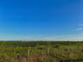 Picturesque landscape of a vibrant wildflower meadow, with a variety of flowers blooming Royalty Free Stock Photo