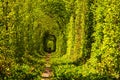 Picturesque landscape view of unique Tunnel of love in sunny spring day. Wonderful place created by nature. Royalty Free Stock Photo