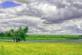 Picturesque landscape with views of the lake in a green field of rye at overcast weather. Rainy summer day. Royalty Free Stock Photo