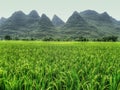 Picturesque landscape of Yangsuo county in China. Paddy field with the full-grown rice in the foreground. Royalty Free Stock Photo