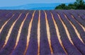 Picturesque Lavender Field. France.
