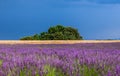 Picturesque lavender field and oat field against a bright blue sky. Royalty Free Stock Photo