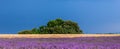 Picturesque lavender field and oat field against a bright blue sky. Royalty Free Stock Photo