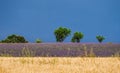 Picturesque lavender field and oat field against a bright blue sky. Royalty Free Stock Photo