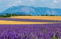 Picturesque lavender field and oat field. France. Provence. Royalty Free Stock Photo