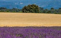 Picturesque lavender field and oat field. France. Provence. Royalty Free Stock Photo