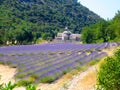 Lavender Field and Old Church Royalty Free Stock Photo