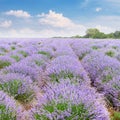 Picturesque lavender field with ripe flowers Royalty Free Stock Photo