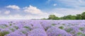 Picturesque lavender field with ripe flowers Royalty Free Stock Photo