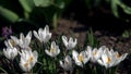 Picturesque lawn with crocuses.Panorama. Royalty Free Stock Photo