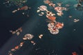Picturesque leaves of water lilies and colorful maple leaves on water in pond, autumn season, autumn background Royalty Free Stock Photo