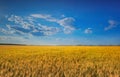 Picturesque mature, golden-brown field, yellow wheat at sunset.