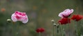 Unusual coloring of poppy originality.Panoramic shot of poppy originality. Royalty Free Stock Photo