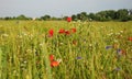 Picturesque meadow with beautiful wild flowers: red poppy, blue cornflower, camomile, daisy and cloudless sky and trees in the Royalty Free Stock Photo