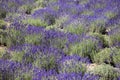 Picturesque meadow of blooming flowers of lavender, beauty of nature