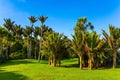 Picturesque meadow in a palm grove