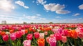 Picturesque meadow of vibrant tulip flowers