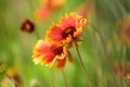 Picturesque meadow. Wild flowers on summer field. Flowers in blossom. Blossoming flowers on nature landscape. Idyllic Royalty Free Stock Photo