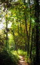 Picturesque meandering forest trail.