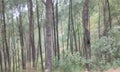 Picturesque mixed forest deciduous birch pine forest grass and flowers.