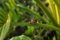 Small garden snail on the long stem of hosta leave showing its horns