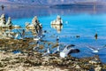 Picturesque Mono Lake Royalty Free Stock Photo