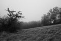 Picturesque monochrome landscape of a forest with a trail in a thick white fog. Atmospheric autumn landscape. Fall season. Nature