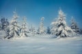 Picturesque morning view of mountain forest. Frosty outdoor scene with fir trees covered of fresh snow. Beautiful winter landscape Royalty Free Stock Photo