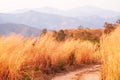 Picturesque mountain dirt road with wild flowers at dusk Royalty Free Stock Photo