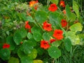 Picturesque nasturtium bush