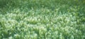 Picturesque natural background. Field of ornamental cereal plants with white pubescence.