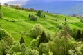 Picturesque natural landscape of green grass meadows