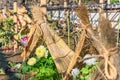 Japanese Botan peony flowers protected from freezing winter cold by a straw teepee.