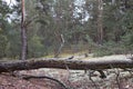 Picturesque old fallen tree trunk in pine forest of Volyn. Remains of trenches of World War One Royalty Free Stock Photo