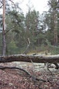 Picturesque old fallen tree trunk in pine forest of Volyn. Remains of trenches of World War One nowadays Royalty Free Stock Photo