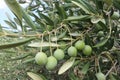 Large green olives on an olive tree branch on a summer day Royalty Free Stock Photo