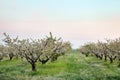 Picturesque orchard with blossoming trees