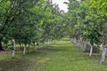 an orchard full of green trees and green grass with a few silver metal poles