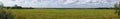 Picturesque panoramic view of the green grassy sown meadow at the woodside under the blue sky. Moscow region, Russia. Royalty Free Stock Photo