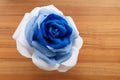 Picturesque paper rose. Origami. Giant multicolored flower. Royalty Free Stock Photo