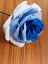 Picturesque paper rose. Origami. Giant multicolored flower. Royalty Free Stock Photo