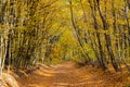 A picturesque path in the autumn forest. beautiful nature, tranquility, relaxation