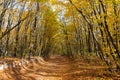 A picturesque path in the autumn forest. beautiful nature, tranquility, relaxation