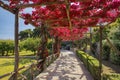 Picturesque path, covered with red bougainvillea, Capri, Italy