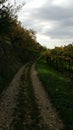 Picturesque path lined with lush vineyards winds through the countryside